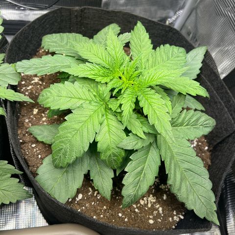 Jane II growlog timeline photo