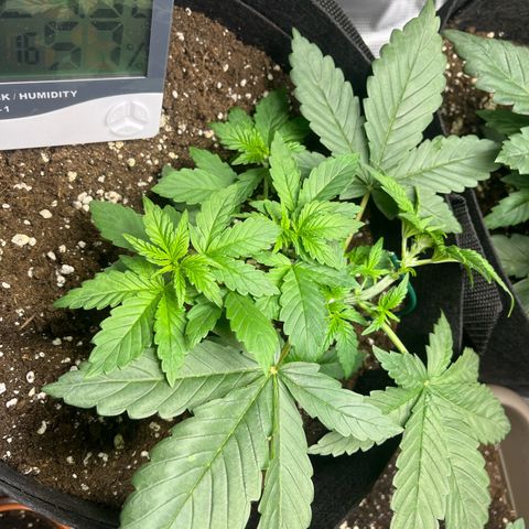 Jane I growlog photo: Nach Entfernung der Fächerblätter