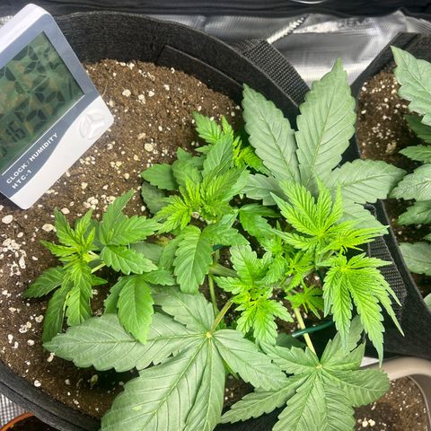 Jane I growlog timeline photo