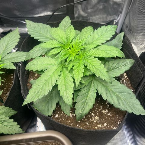 Jane II growlog timeline photo
