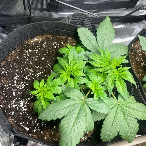 Jane I growlog timeline photo