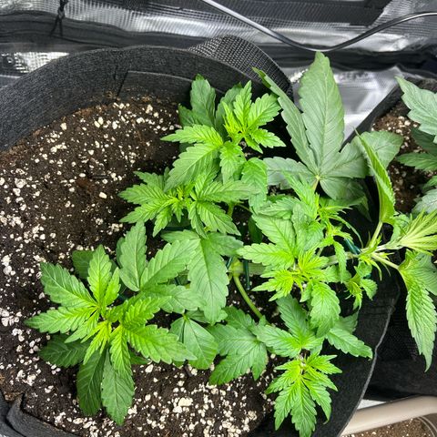 Jane I growlog timeline photo