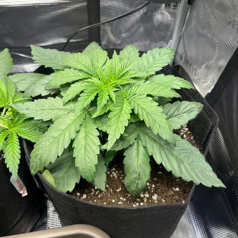 Jane II growlog timeline photo
