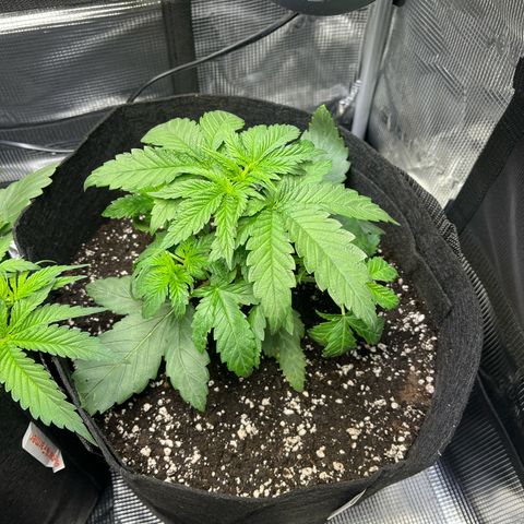 Jane II growlog timeline photo