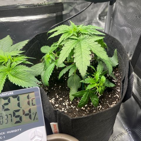 Jane II growlog photo: Nach LST