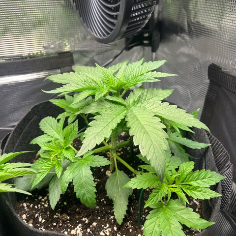 Jane II growlog timeline photo