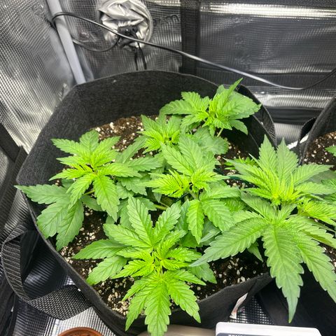 Jane I growlog timeline photo