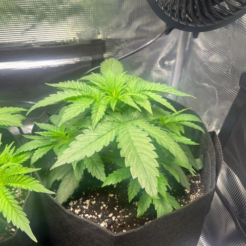 Jane II growlog timeline photo