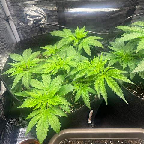 Jane I growlog timeline photo