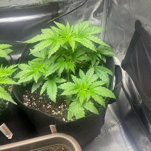 Jane II growlog timeline photo