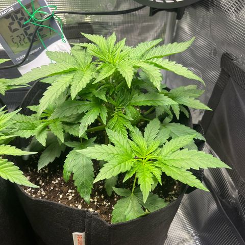 Jane II growlog timeline photo
