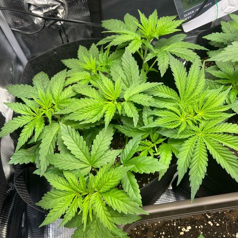 Jane I growlog timeline photo