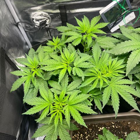 Jane I growlog timeline photo