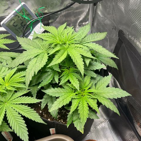 Jane II growlog timeline photo