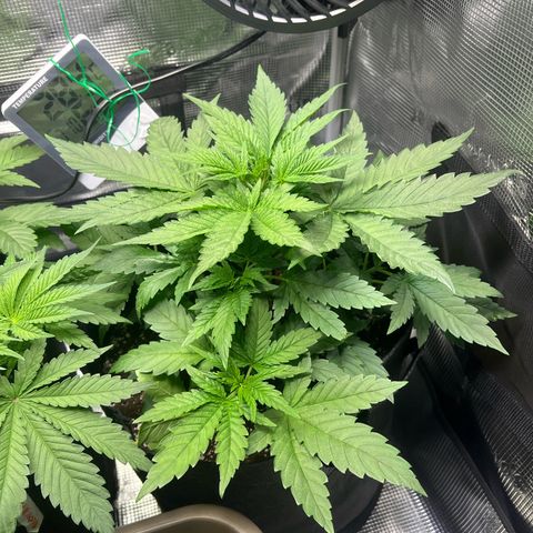 Jane II growlog photo: 22:00 Uhr