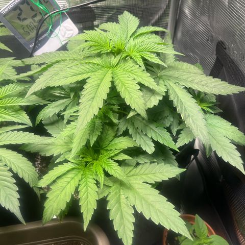 Jane II growlog timeline photo