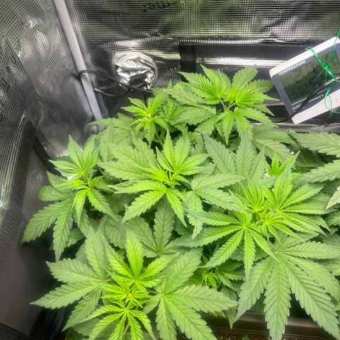 Jane I growlog timeline photo