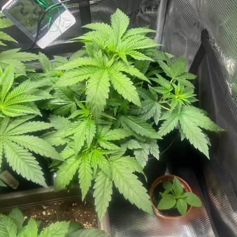 Jane II growlog photo: Nach Entfernung der Fächerblätter