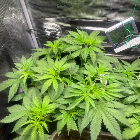 Jane I growlog photo: Nach Entfernung der Fächerblätter