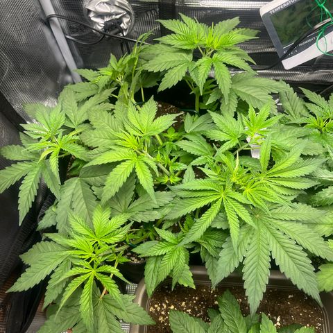 Jane I growlog photo: Nach Entfernung der Fächerblätter