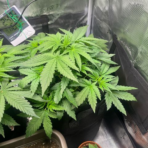 Jane II growlog timeline photo