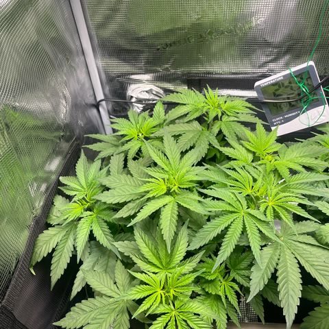 Jane I growlog timeline photo