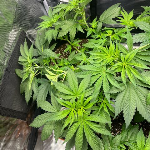 Jane I growlog timeline photo