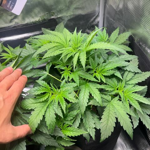 Jane II growlog timeline photo