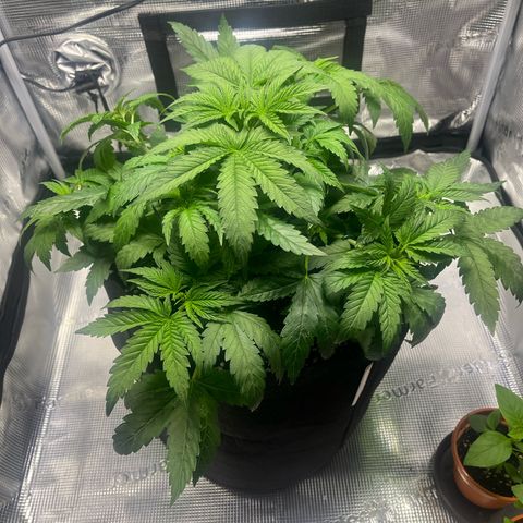 Jane II growlog timeline photo