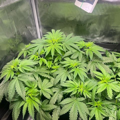 Jane I growlog timeline photo