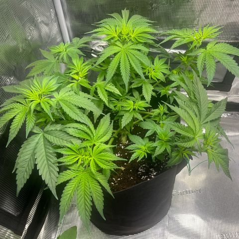 Jane I growlog timeline photo