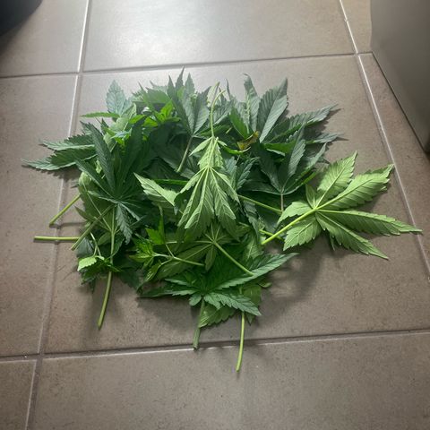 Jane I growlog timeline photo