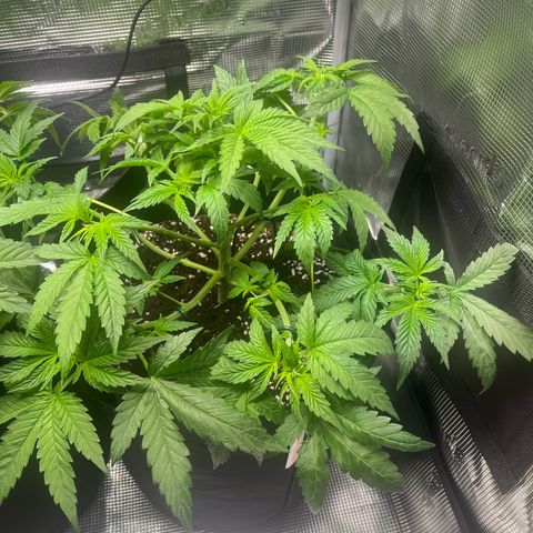 Jane II growlog timeline photo