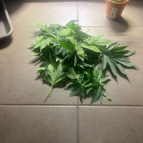 Jane II growlog timeline photo