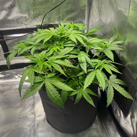 Jane II growlog timeline photo