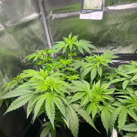 Jane I growlog timeline photo