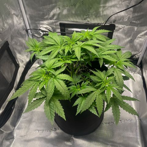 Jane II growlog timeline photo