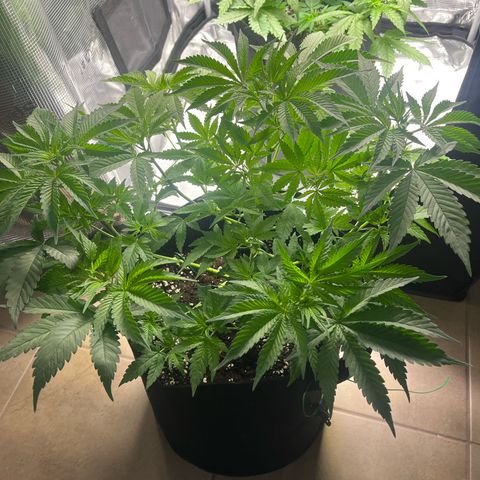 Jane I growlog timeline photo