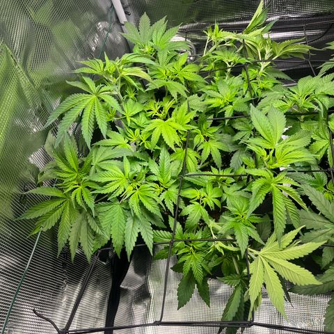 Jane I growlog timeline photo