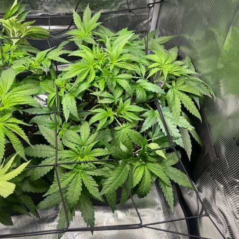Jane II growlog timeline photo