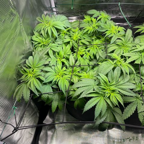 Jane I growlog timeline photo