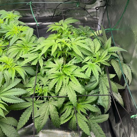 Jane II growlog timeline photo