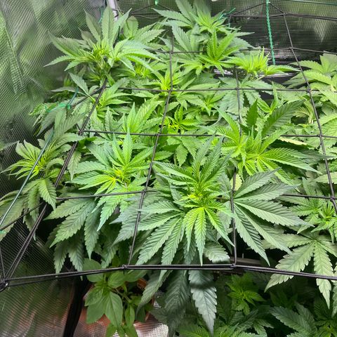 Jane I growlog timeline photo