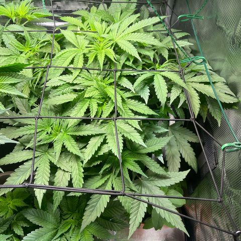 Jane II growlog timeline photo