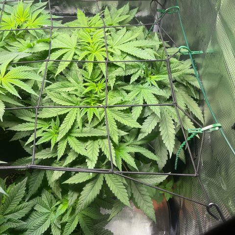 Jane II growlog timeline photo