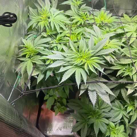 Jane I growlog timeline photo
