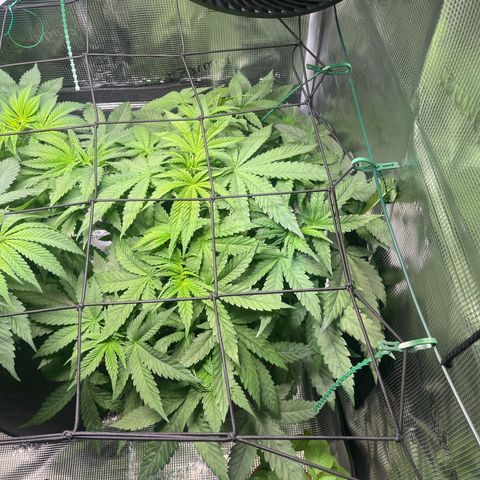 Jane II growlog timeline photo