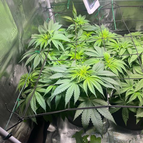 Jane I growlog timeline photo