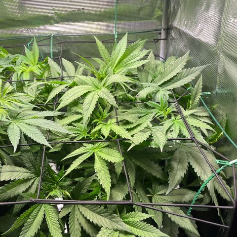 Jane II growlog timeline photo