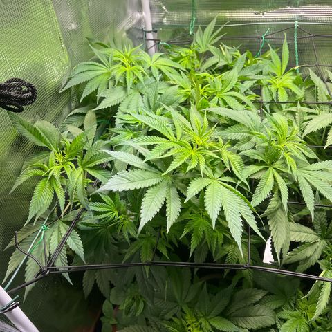 Jane I growlog timeline photo